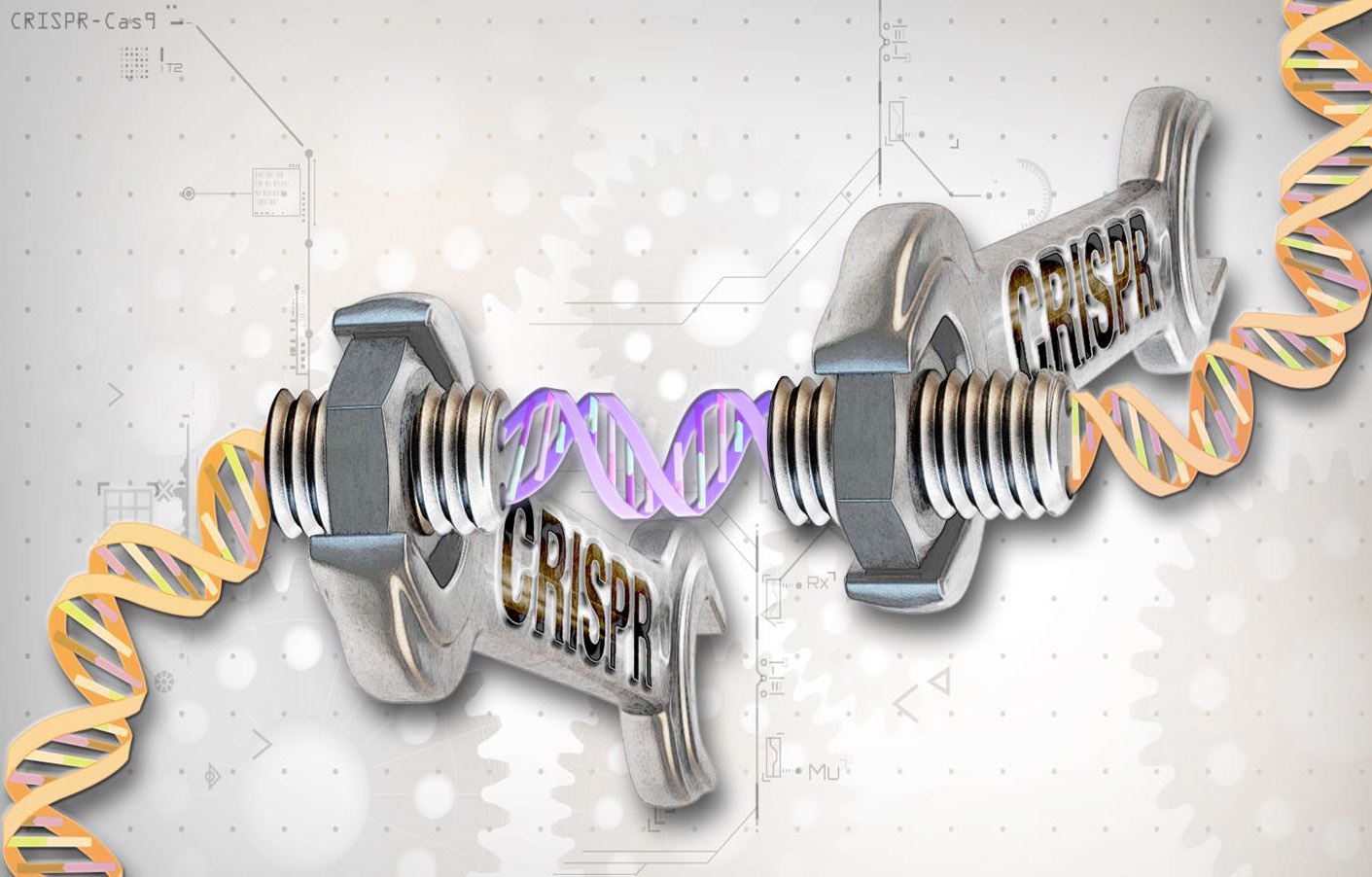 Pioneering use of CRISPR for upregulation of utrophin